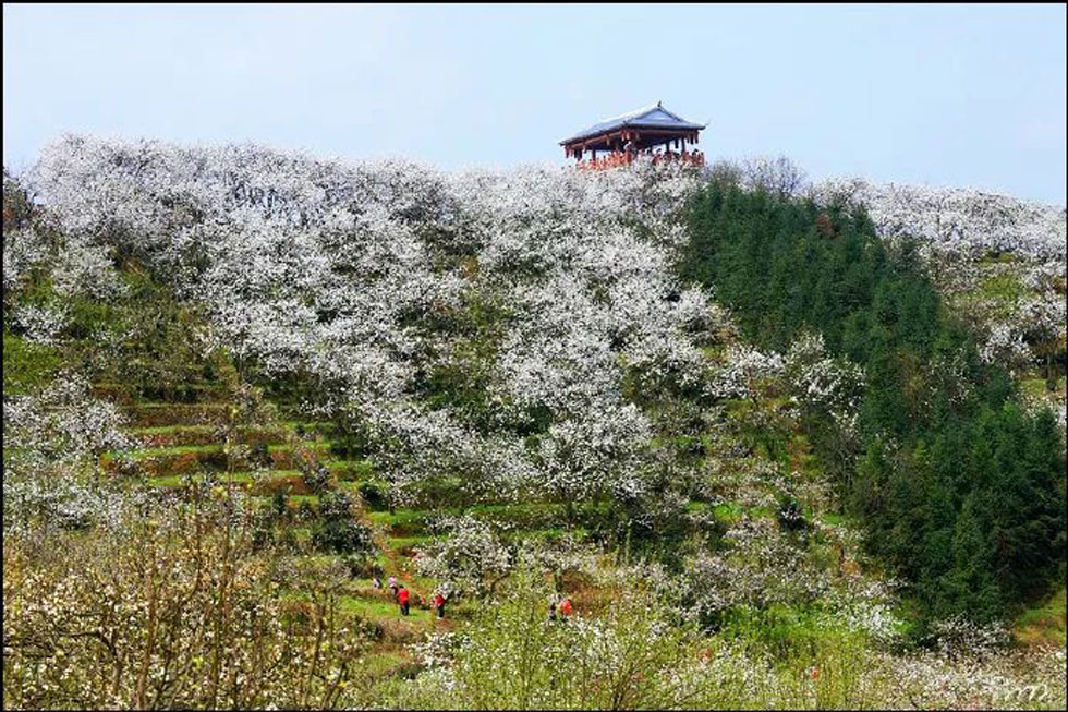 【春天，广西桂林灌阳县向您发出邀请！】我们在灌阳看梨花 - 游山玩水 - 枣庄生活社区 - 枣庄28生活网 zaozhuang.28life.net
