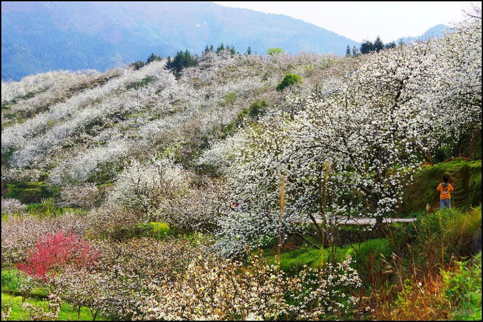 【春天，广西桂林灌阳县向您发出邀请！】我们在灌阳看梨花 - 游山玩水 - 枣庄生活社区 - 枣庄28生活网 zaozhuang.28life.net