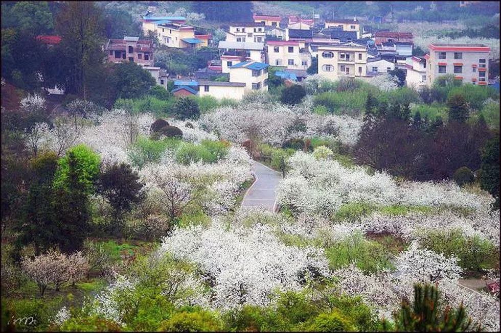 【春天，广西桂林灌阳县向您发出邀请！】我们在灌阳看梨花 - 游山玩水 - 枣庄生活社区 - 枣庄28生活网 zaozhuang.28life.net