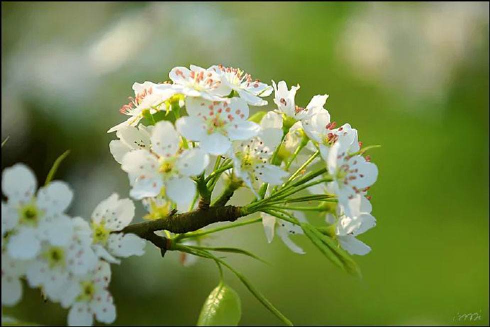 【春天，广西桂林灌阳县向您发出邀请！】我们在灌阳看梨花 - 游山玩水 - 枣庄生活社区 - 枣庄28生活网 zaozhuang.28life.net