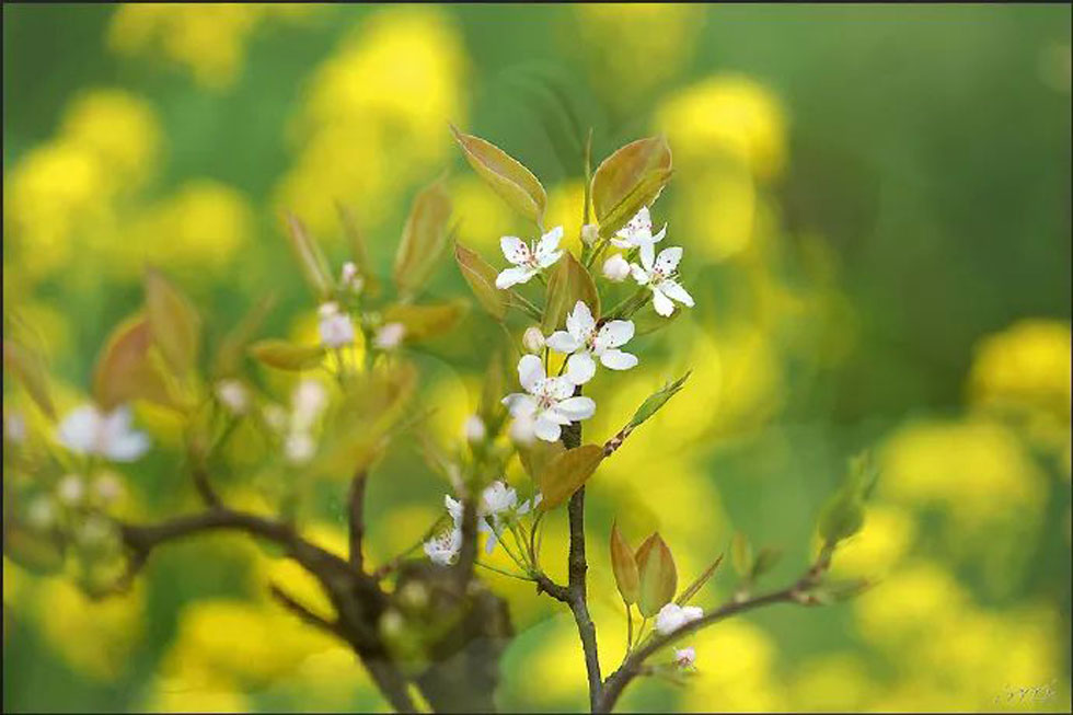 【春天，广西桂林灌阳县向您发出邀请！】我们在灌阳看梨花 - 游山玩水 - 枣庄生活社区 - 枣庄28生活网 zaozhuang.28life.net