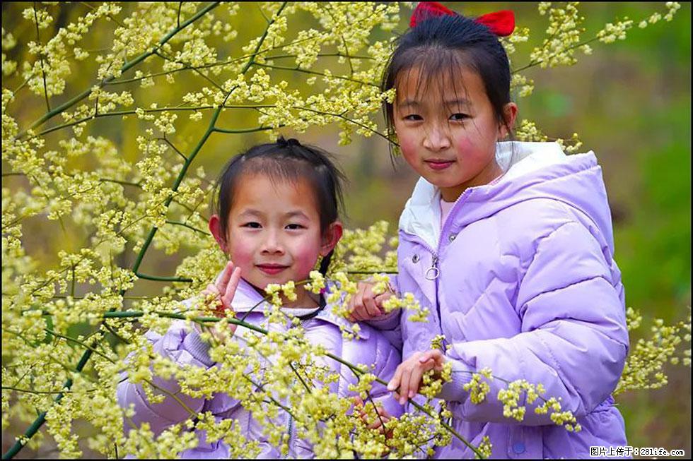 【春天，广西桂林灌阳县向您发出邀请！】米珠山前有片山苍子花在飘香 - 游山玩水 - 枣庄生活社区 - 枣庄28生活网 zaozhuang.28life.net