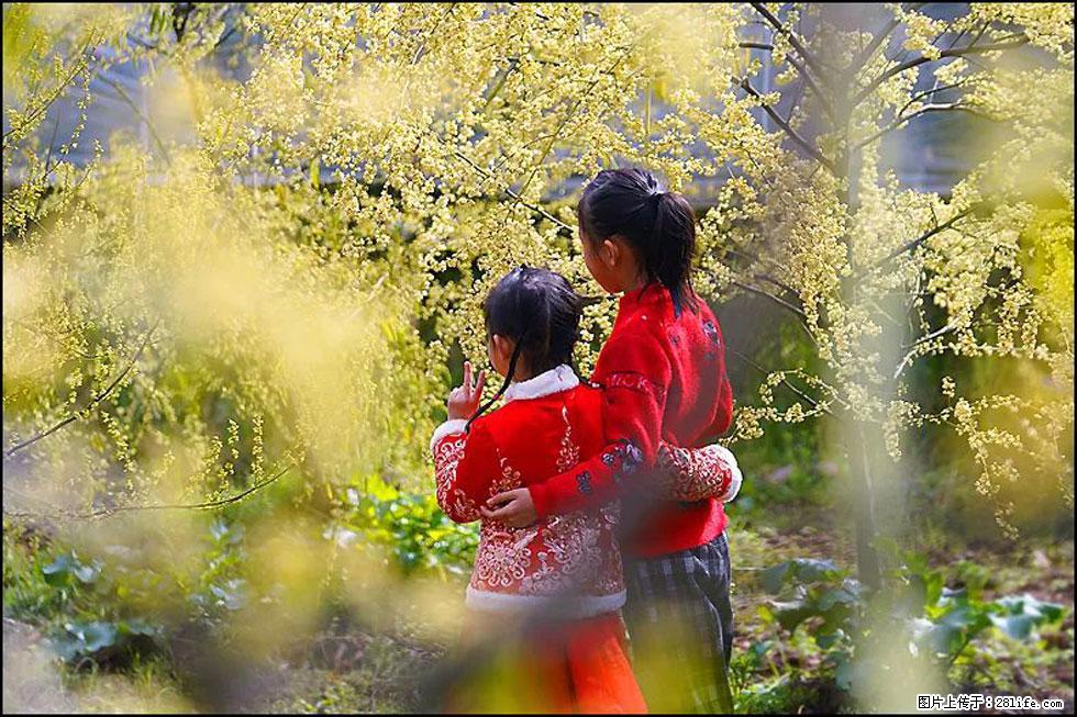 【春天，广西桂林灌阳县向您发出邀请！】米珠山前有片山苍子花在飘香 - 游山玩水 - 枣庄生活社区 - 枣庄28生活网 zaozhuang.28life.net