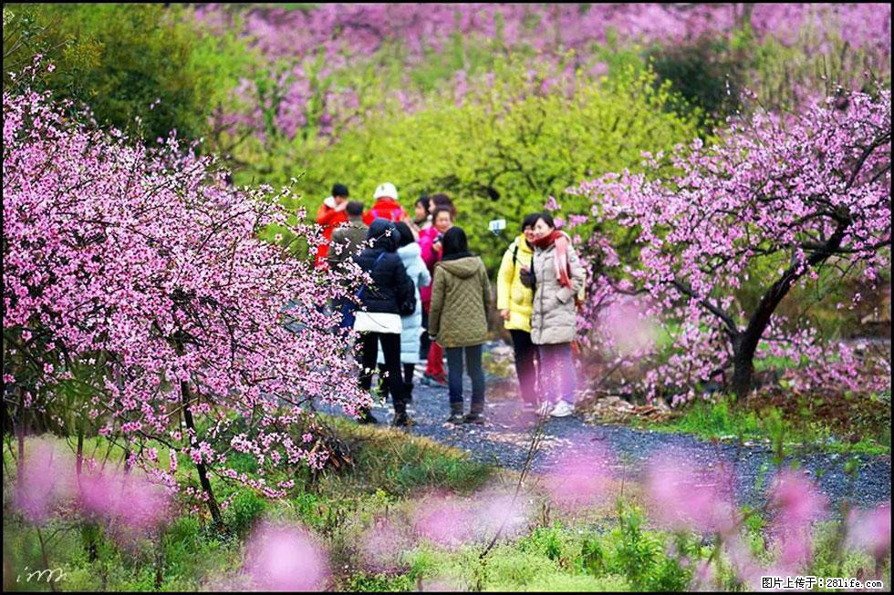 【春天，广西桂林灌阳县向您发出邀请！】官庄村有个醉美的桃花园 - 游山玩水 - 枣庄生活社区 - 枣庄28生活网 zaozhuang.28life.net