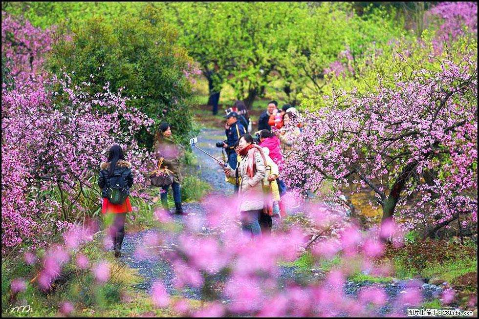 【春天，广西桂林灌阳县向您发出邀请！】官庄村有个醉美的桃花园 - 游山玩水 - 枣庄生活社区 - 枣庄28生活网 zaozhuang.28life.net