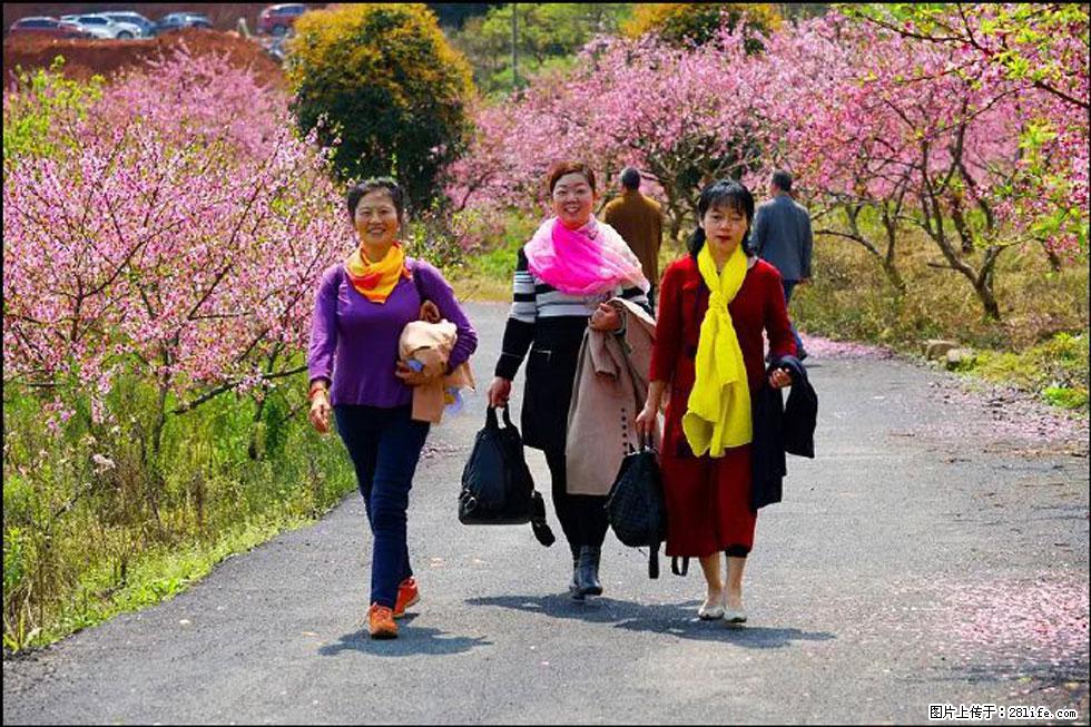 【春天，广西桂林灌阳县向您发出邀请！】官庄村有个醉美的桃花园 - 游山玩水 - 枣庄生活社区 - 枣庄28生活网 zaozhuang.28life.net