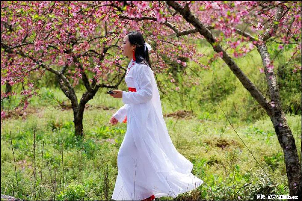 【春天，广西桂林灌阳县向您发出邀请！】官庄村有个醉美的桃花园 - 游山玩水 - 枣庄生活社区 - 枣庄28生活网 zaozhuang.28life.net