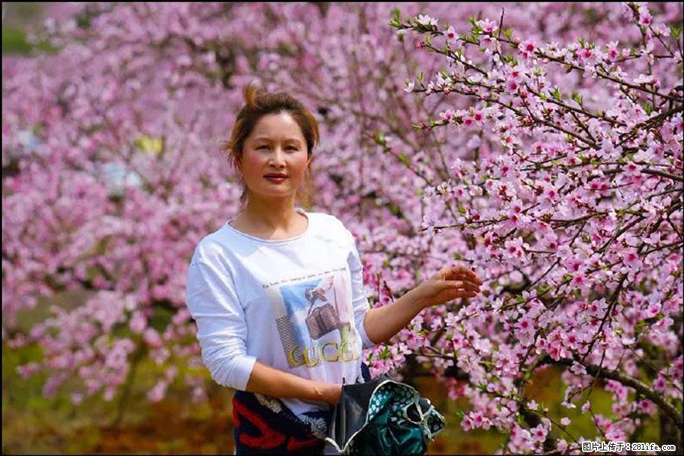 【春天，广西桂林灌阳县向您发出邀请！】官庄村有个醉美的桃花园 - 游山玩水 - 枣庄生活社区 - 枣庄28生活网 zaozhuang.28life.net
