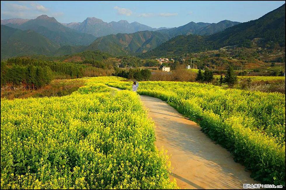 【春天，广西桂林灌阳县向您发出邀请！】长坪村油菜盛情花开 - 游山玩水 - 枣庄生活社区 - 枣庄28生活网 zaozhuang.28life.net