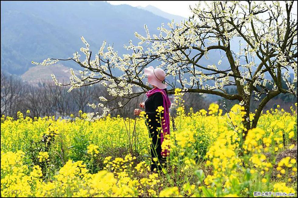 【春天，广西桂林灌阳县向您发出邀请！】长坪村油菜盛情花开 - 游山玩水 - 枣庄生活社区 - 枣庄28生活网 zaozhuang.28life.net
