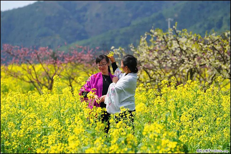 【春天，广西桂林灌阳县向您发出邀请！】长坪村油菜盛情花开 - 游山玩水 - 枣庄生活社区 - 枣庄28生活网 zaozhuang.28life.net