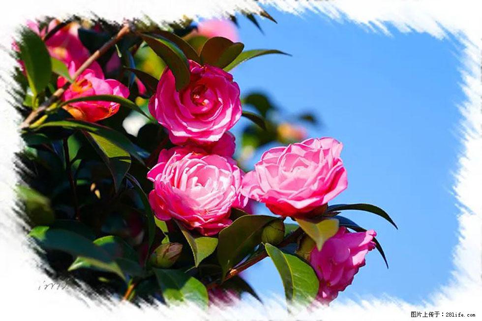 【春天，广西桂林灌阳县向您发出邀请！】杨柳井茶花惹人爱 - 游山玩水 - 枣庄生活社区 - 枣庄28生活网 zaozhuang.28life.net