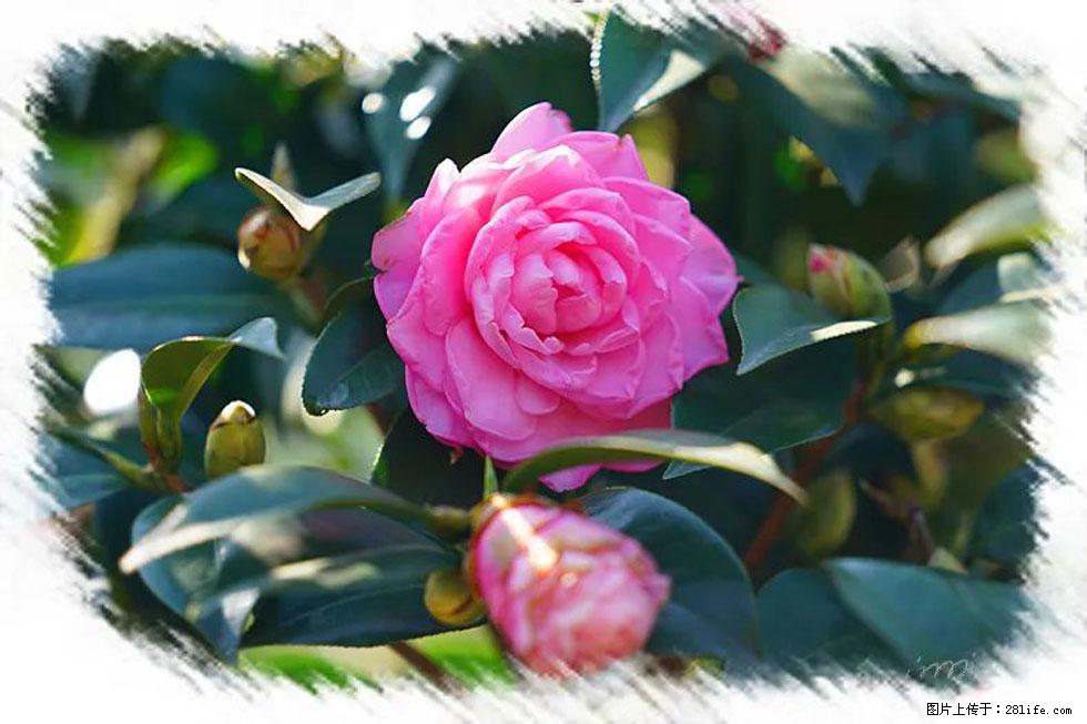 【春天，广西桂林灌阳县向您发出邀请！】杨柳井茶花惹人爱 - 游山玩水 - 枣庄生活社区 - 枣庄28生活网 zaozhuang.28life.net
