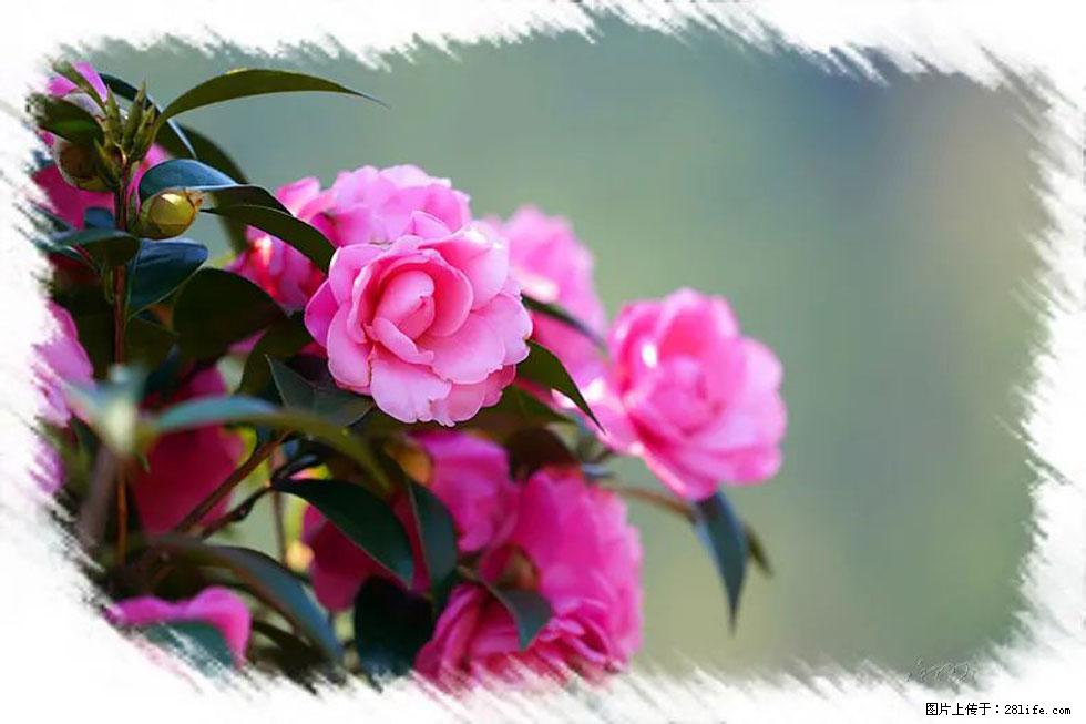 【春天，广西桂林灌阳县向您发出邀请！】杨柳井茶花惹人爱 - 游山玩水 - 枣庄生活社区 - 枣庄28生活网 zaozhuang.28life.net