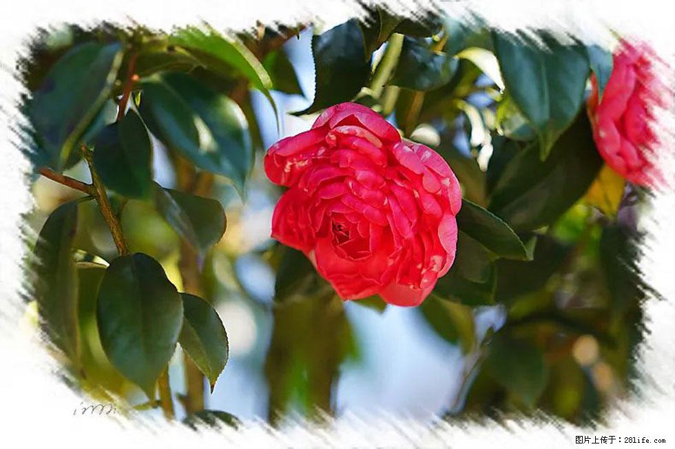 【春天，广西桂林灌阳县向您发出邀请！】杨柳井茶花惹人爱 - 游山玩水 - 枣庄生活社区 - 枣庄28生活网 zaozhuang.28life.net