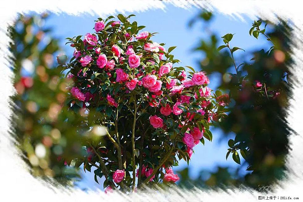 【春天，广西桂林灌阳县向您发出邀请！】杨柳井茶花惹人爱 - 游山玩水 - 枣庄生活社区 - 枣庄28生活网 zaozhuang.28life.net