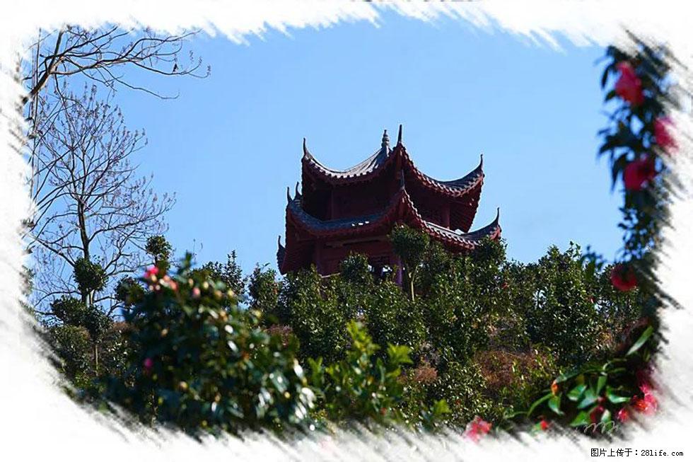 【春天，广西桂林灌阳县向您发出邀请！】杨柳井茶花惹人爱 - 游山玩水 - 枣庄生活社区 - 枣庄28生活网 zaozhuang.28life.net