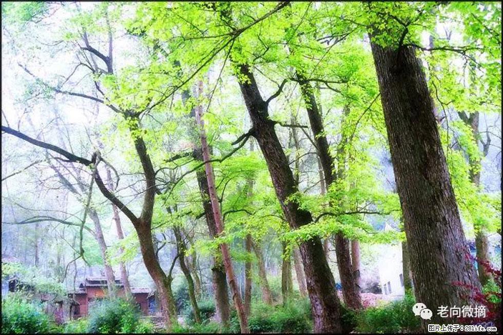 【春天，广西桂林灌阳县向您发出邀请！】在小龙村与春天约会 - 游山玩水 - 枣庄生活社区 - 枣庄28生活网 zaozhuang.28life.net