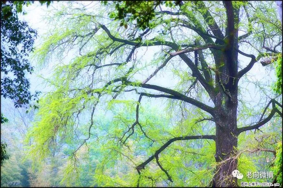 【春天，广西桂林灌阳县向您发出邀请！】在小龙村与春天约会 - 游山玩水 - 枣庄生活社区 - 枣庄28生活网 zaozhuang.28life.net