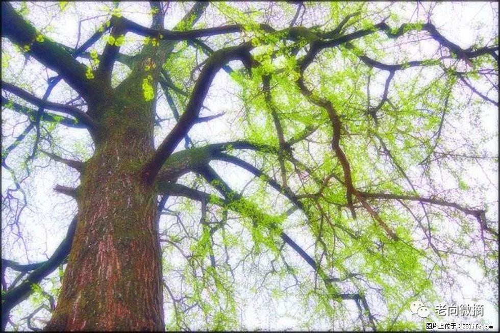 【春天，广西桂林灌阳县向您发出邀请！】在小龙村与春天约会 - 游山玩水 - 枣庄生活社区 - 枣庄28生活网 zaozhuang.28life.net