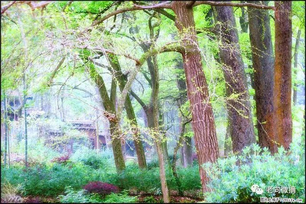 【春天，广西桂林灌阳县向您发出邀请！】在小龙村与春天约会 - 游山玩水 - 枣庄生活社区 - 枣庄28生活网 zaozhuang.28life.net