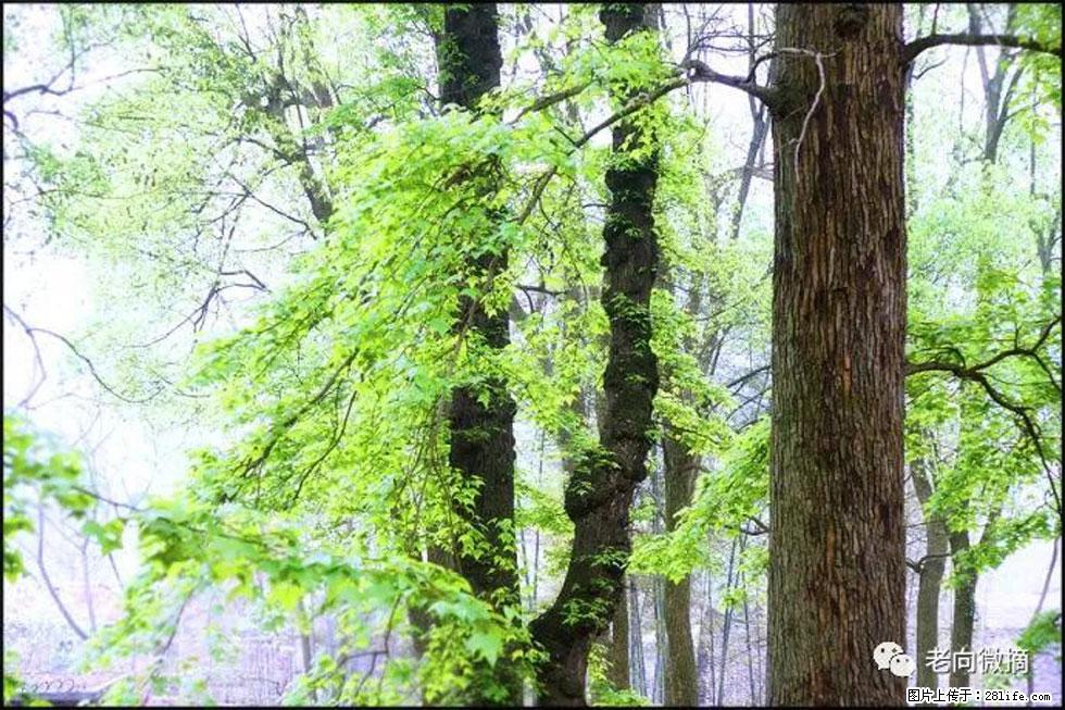【春天，广西桂林灌阳县向您发出邀请！】在小龙村与春天约会 - 游山玩水 - 枣庄生活社区 - 枣庄28生活网 zaozhuang.28life.net