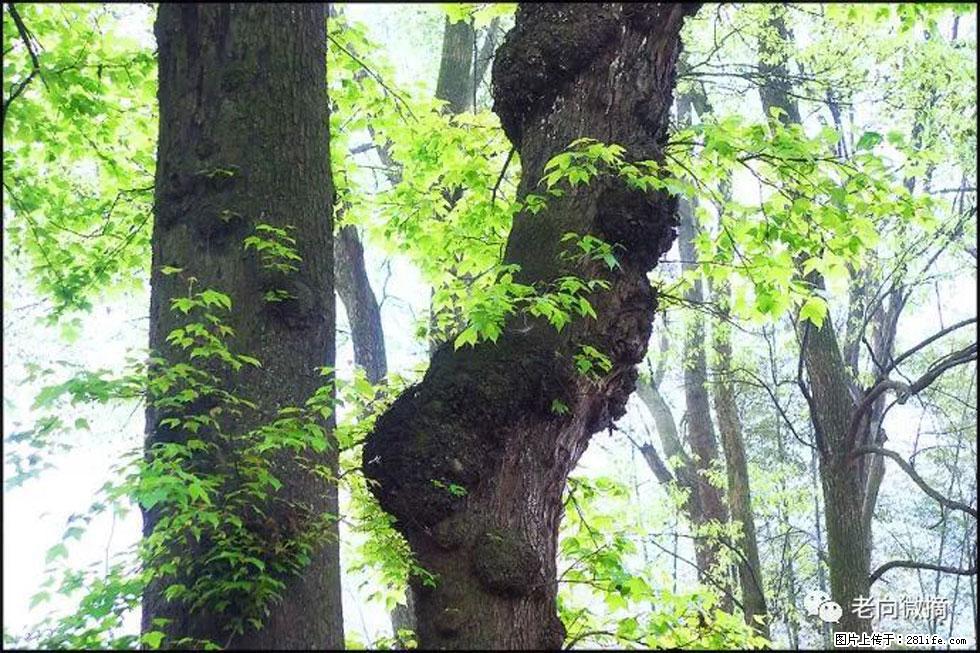 【春天，广西桂林灌阳县向您发出邀请！】在小龙村与春天约会 - 游山玩水 - 枣庄生活社区 - 枣庄28生活网 zaozhuang.28life.net