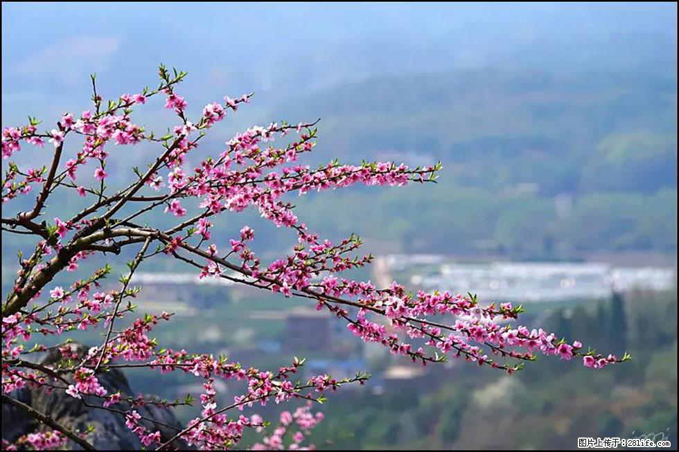 【春天，广西桂林灌阳县向您发出邀请！】望月岭上桃花开 - 游山玩水 - 枣庄生活社区 - 枣庄28生活网 zaozhuang.28life.net