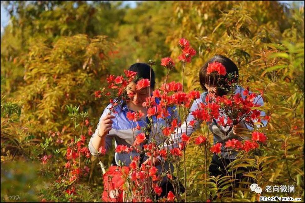 【春天，广西桂林灌阳县向您发出邀请！】登麒麟山，相约映山红 - 游山玩水 - 枣庄生活社区 - 枣庄28生活网 zaozhuang.28life.net