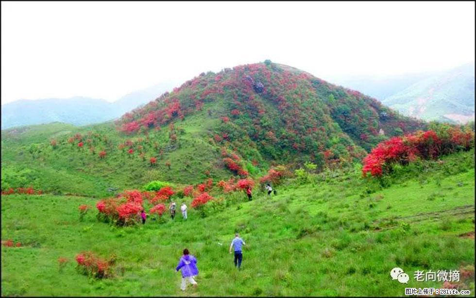 【春天，广西桂林灌阳县向您发出邀请！】宝盖山上映山红 - 游山玩水 - 枣庄生活社区 - 枣庄28生活网 zaozhuang.28life.net