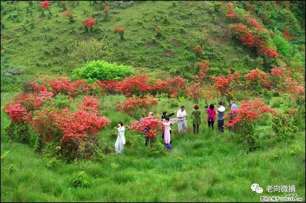 【春天，广西桂林灌阳县向您发出邀请！】宝盖山上映山红 - 游山玩水 - 枣庄生活社区 - 枣庄28生活网 zaozhuang.28life.net