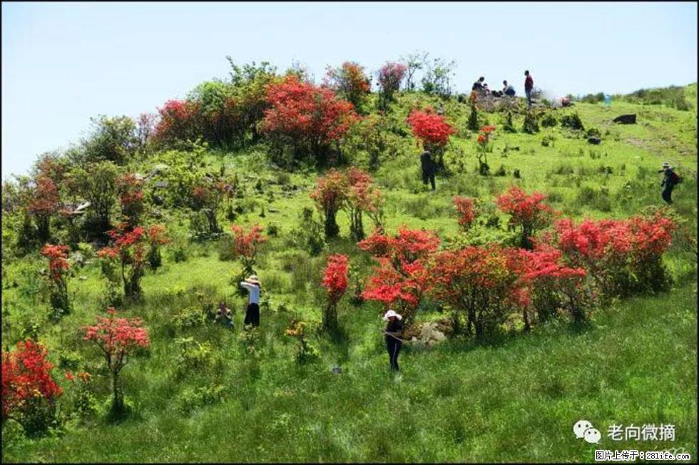 【春天，广西桂林灌阳县向您发出邀请！】宝盖山上映山红 - 游山玩水 - 枣庄生活社区 - 枣庄28生活网 zaozhuang.28life.net