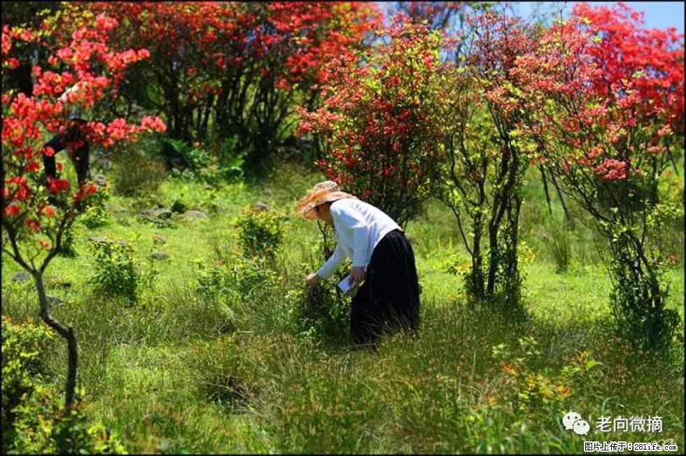 【春天，广西桂林灌阳县向您发出邀请！】宝盖山上映山红 - 游山玩水 - 枣庄生活社区 - 枣庄28生活网 zaozhuang.28life.net