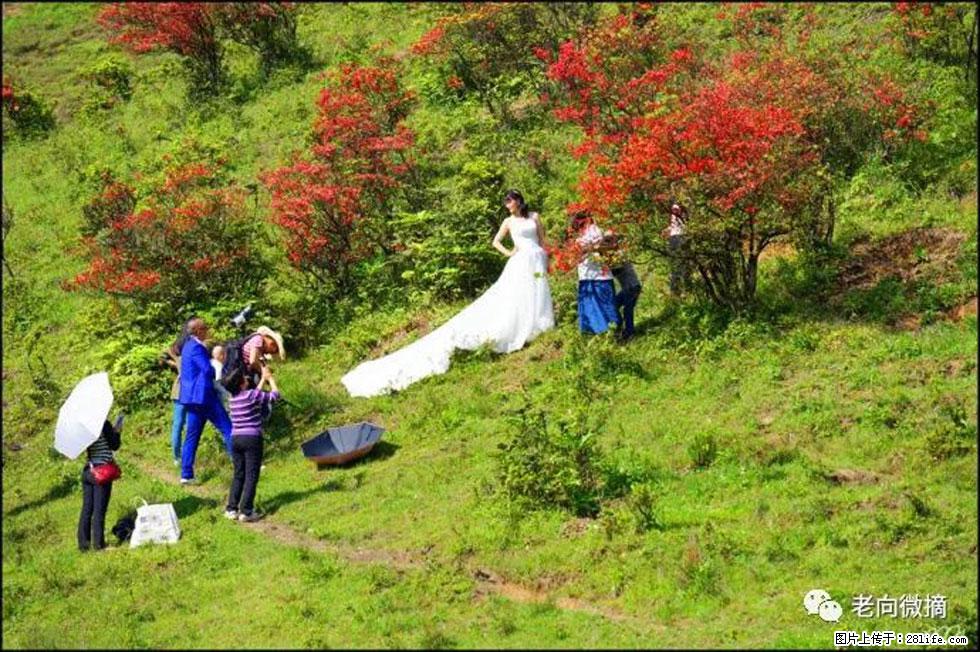 【春天，广西桂林灌阳县向您发出邀请！】宝盖山上映山红 - 游山玩水 - 枣庄生活社区 - 枣庄28生活网 zaozhuang.28life.net