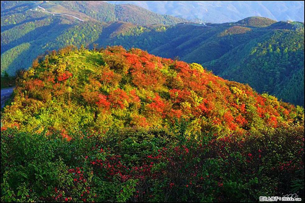 【春天，广西桂林灌阳县向您发出邀请！】春木界上映山红 - 游山玩水 - 枣庄生活社区 - 枣庄28生活网 zaozhuang.28life.net