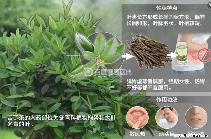 苦丁茶有哪些功效和作用 - 生活百科 - 枣庄生活社区 - 枣庄28生活网 zaozhuang.28life.net