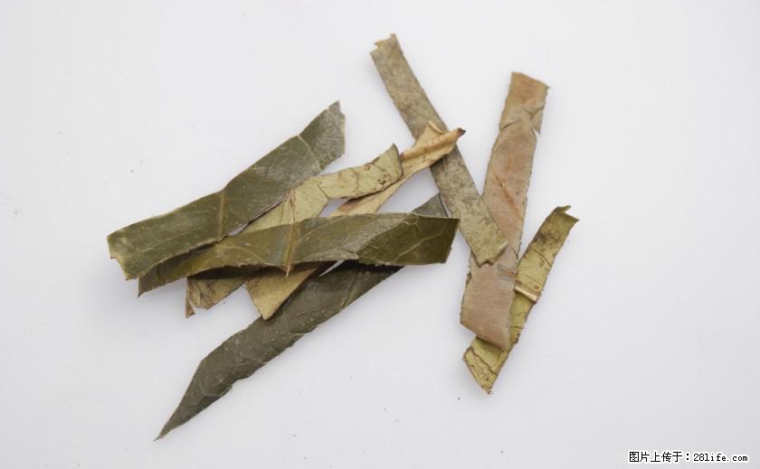 苦丁茶有哪些功效和作用 - 生活百科 - 枣庄生活社区 - 枣庄28生活网 zaozhuang.28life.net