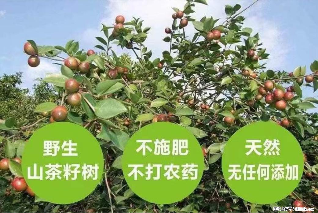 【灌阳县油茶产业示范区】一个有着充实的精神生活的人，对待身外之物自会有一种淡泊的态度 - 土特产 - 饮食特产 - 枣庄分类信息 - 枣庄28生活网 zaozhuang.28life.net