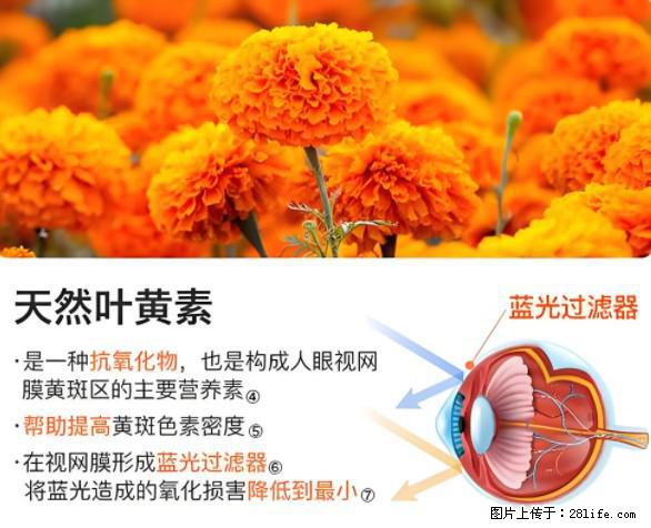 叶黄素有什么功效和作用 - 生活百科 - 枣庄生活社区 - 枣庄28生活网 zaozhuang.28life.net