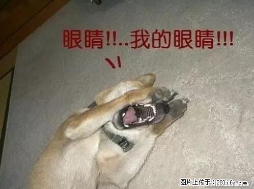 笑癫了！一女的怀孕三年未生，他终于忍不住了... - 娱乐八卦 - 枣庄生活社区 - 枣庄28生活网 zaozhuang.28life.net