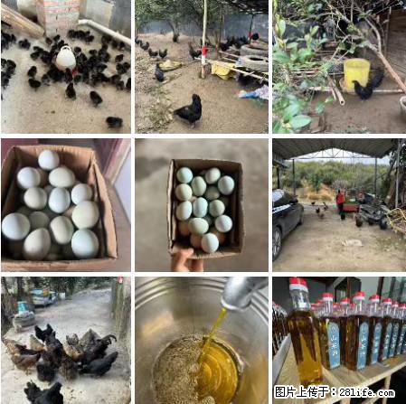 油茶园从小鸡仔开始养起的纯土鸡、土鸡蛋可以预定啦！还有前几天刚榨的纯山茶油哦 - 土特产 - 饮食特产 - 枣庄分类信息 - 枣庄28生活网 zaozhuang.28life.net