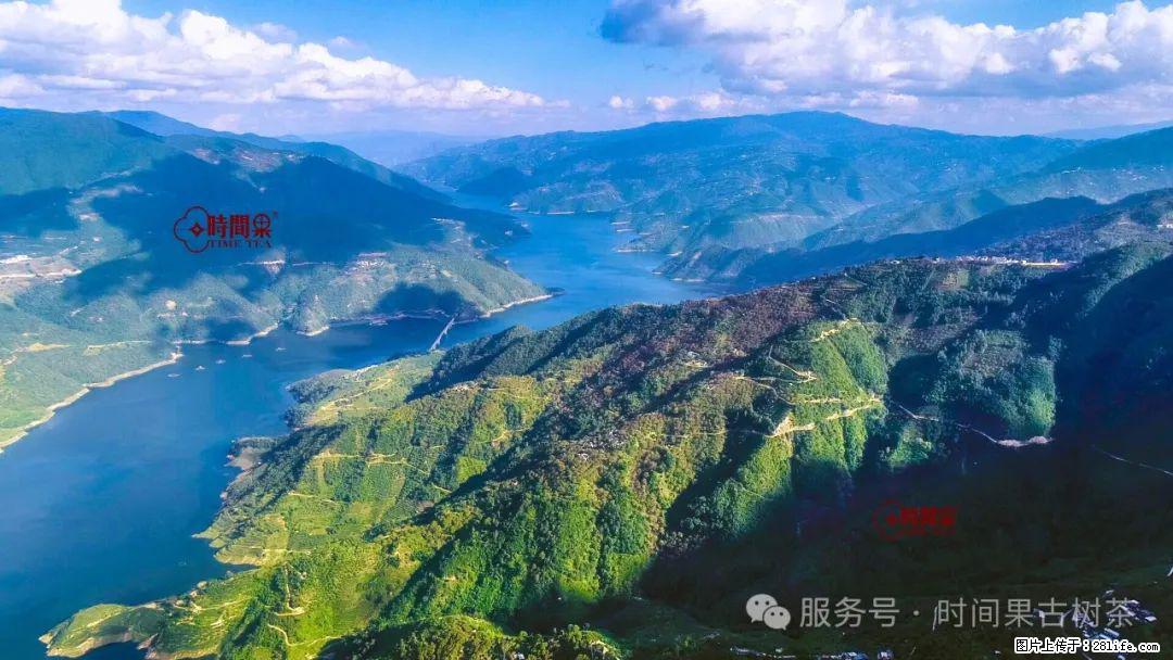 时间果百年古树龙珠普洱生茶 - 购物交流 - 枣庄生活社区 - 枣庄28生活网 zaozhuang.28life.net