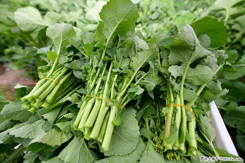 这些蔬菜是“天然钙片”，这6种被医生重点推荐 - 枣庄生活资讯 - 枣庄28生活网 zaozhuang.28life.net